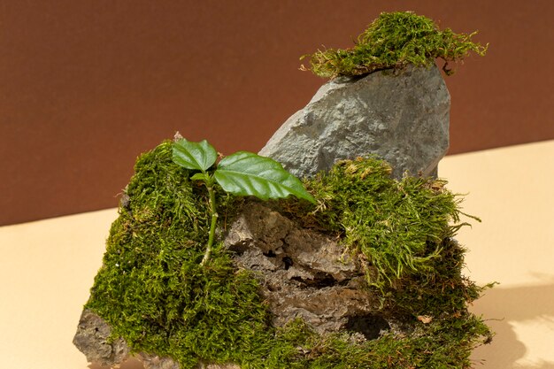 Creating Immersive Environments with Swamp-Themed Miniature Bases